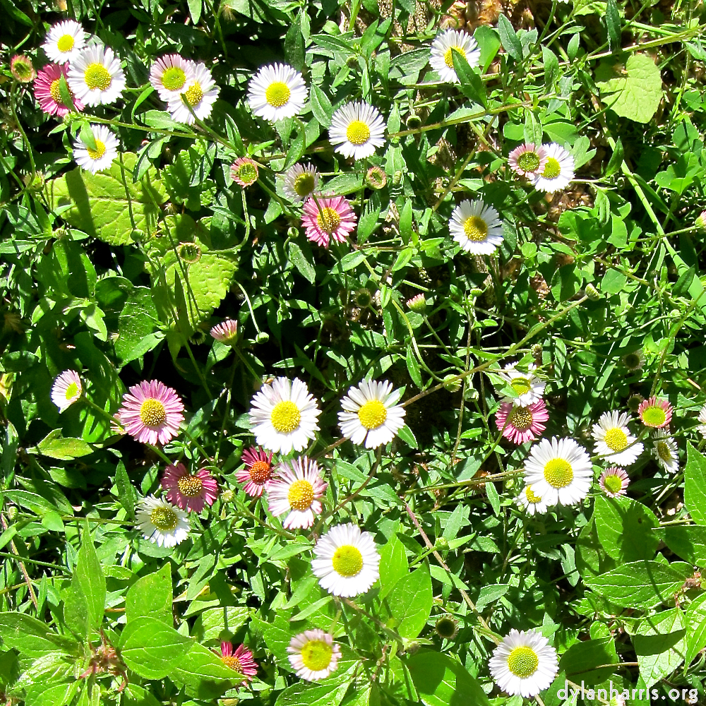 Image: Image 'flower (xvi) 3'.