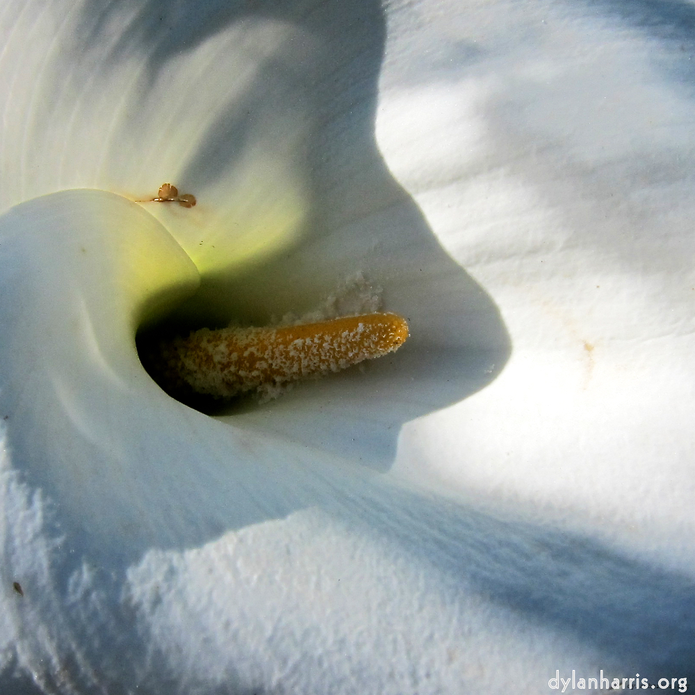 Image: Image 'flower (xvi) 4'.