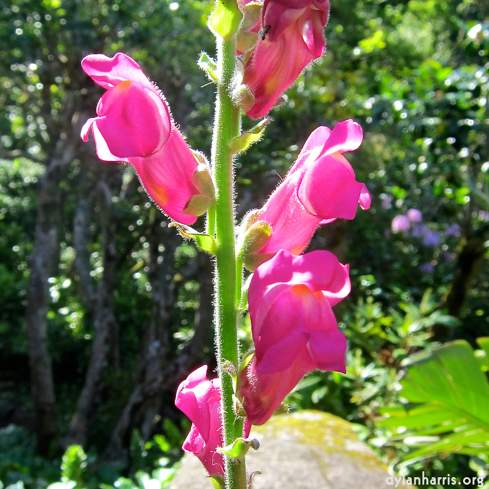 image: This is ‘
flower (xvi) 5
’.