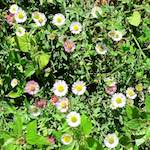 Image: Third image from the photoset 'flower (xvi)'.