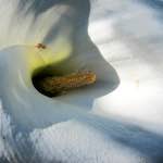 Image: Fourth image from the photoset 'flower (xvi)'.