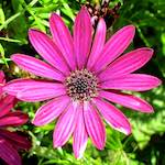 Image: Sixth image from the photoset 'flower (xvi)'.