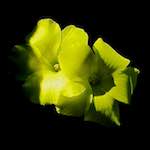 Image: Ninth image from the photoset 'flower (xvi)'.