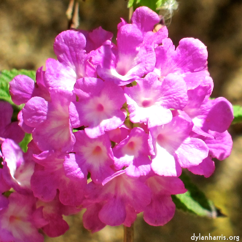 image: This is ‘
flower (xvii) 1
’.