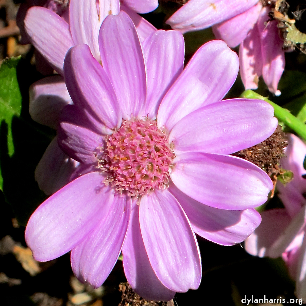 image: This is ‘
flower (xvii) 3
’.