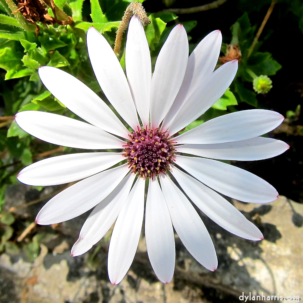 Image: Image 'flower (xvii) 7'.