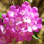 image: Image from the photoset ‘
flower (xvii)
’.