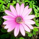 image: Image from the photoset ‘
flower (xvii)
’.