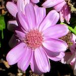 image: Image from the photoset ‘
flower (xvii)
’.