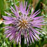 image: Image from the photoset ‘
flower (xvii)
’.