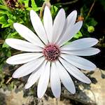 image: Image from the photoset ‘
flower (xvii)
’.