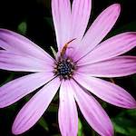 image: Image from the photoset ‘
flower (xvii)
’.