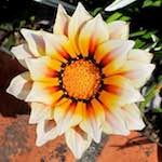 Image: a beautiful flower