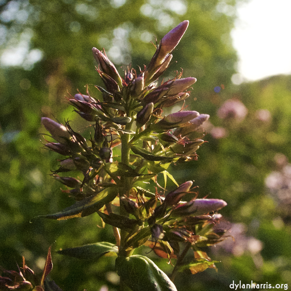 Image: Image 'escher blummen (lxviii) 2'.