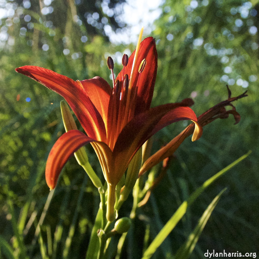 Image: Image 'escher blummen (lxviii) 3'.