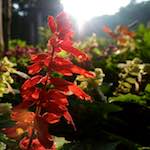 Image: Sixth image from the photoset 'escher blummen (lxviii)'.