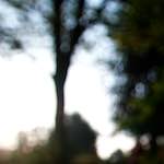 image: Image from the photoset ‘
parc (xix)
’.