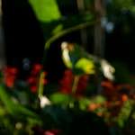 image: Image from the photoset ‘
parc (xix)
’.