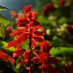 image: Image from the photoset ‘
parc (xix)
’.