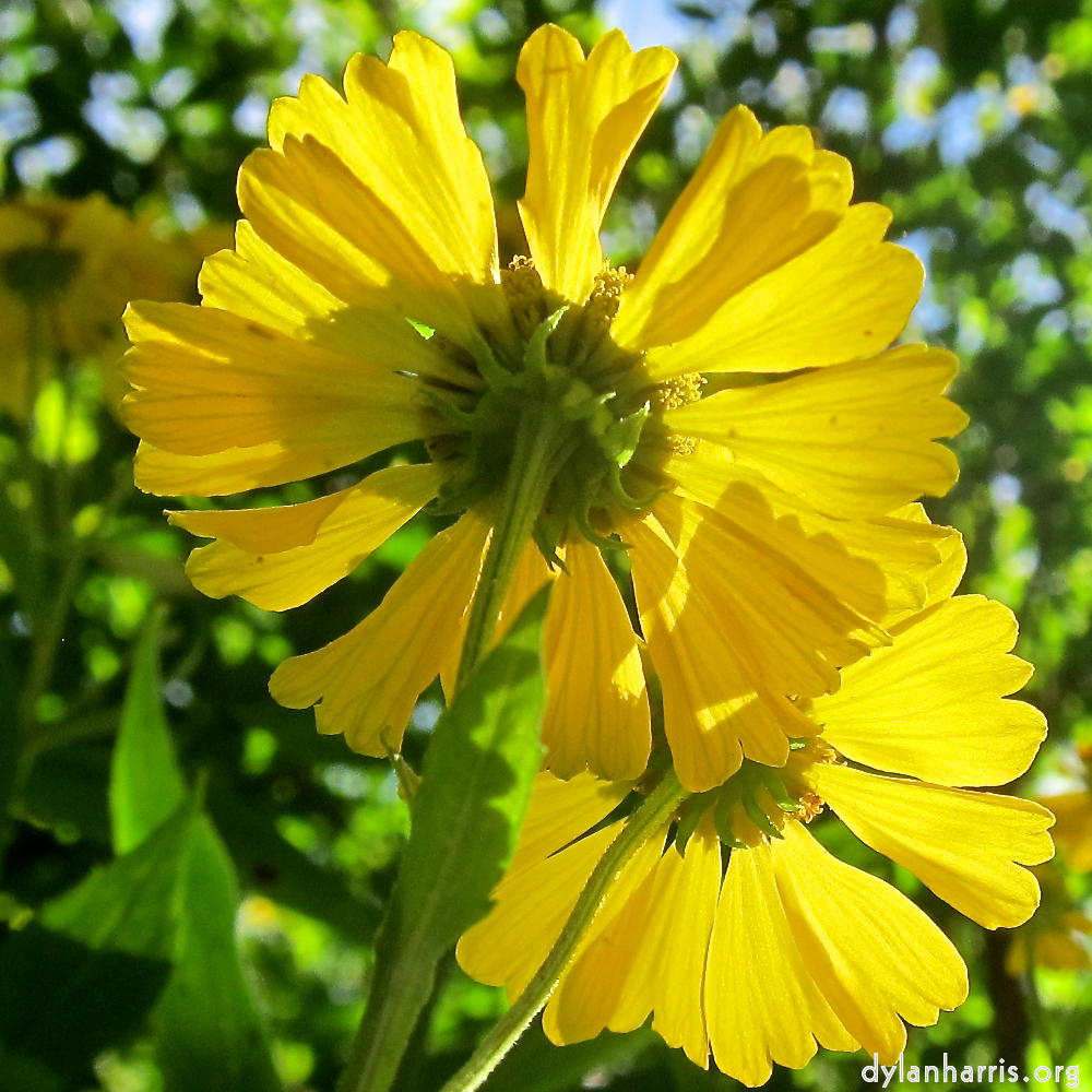 image: This is ‘
escher blummen (cxiv) 1
’.