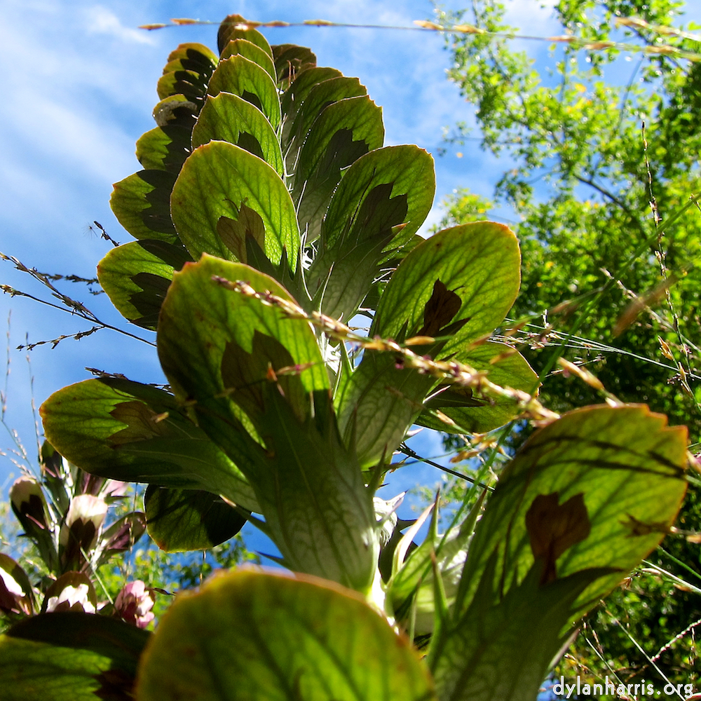 image: This is ‘
escher blummen (cxiv) 2
’.