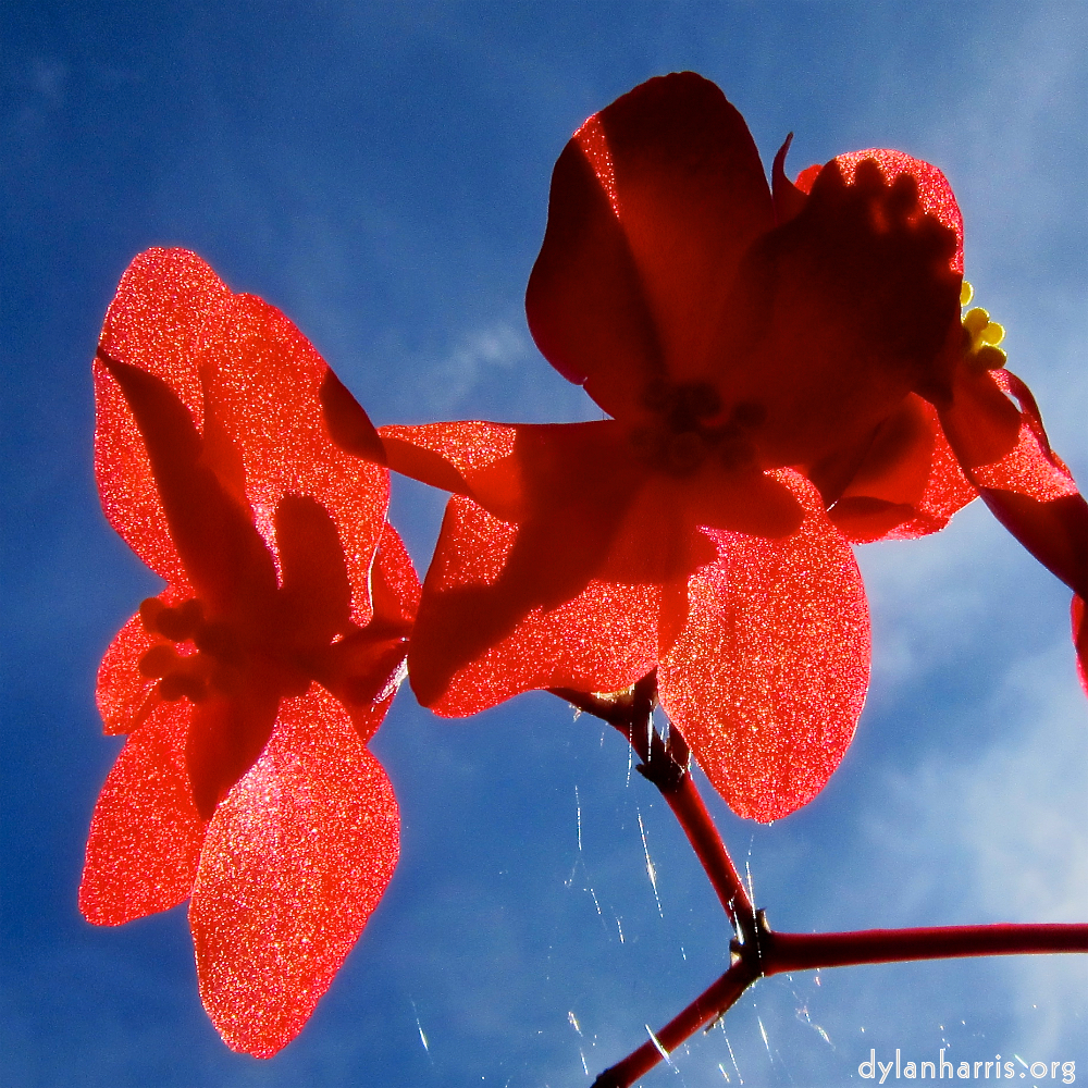 Image: flowers in the autumn sun