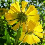 Image: First image from the photoset 'escher blummen (cxiv)'.