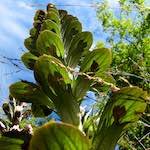 Image: Second image from the photoset 'escher blummen (cxiv)'.