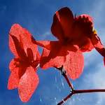 Image: Third image from the photoset 'escher blummen (cxiv)'.