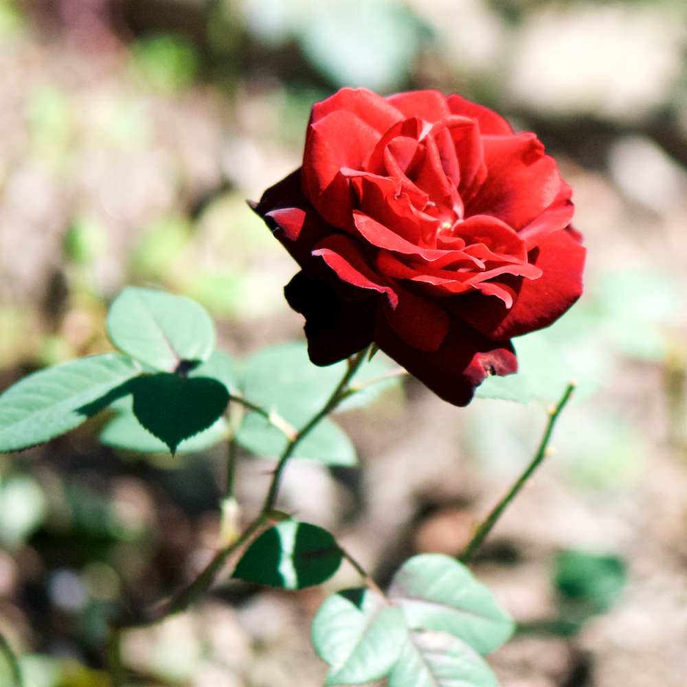 Image: Image 'escher blummen (cxv) 5'.