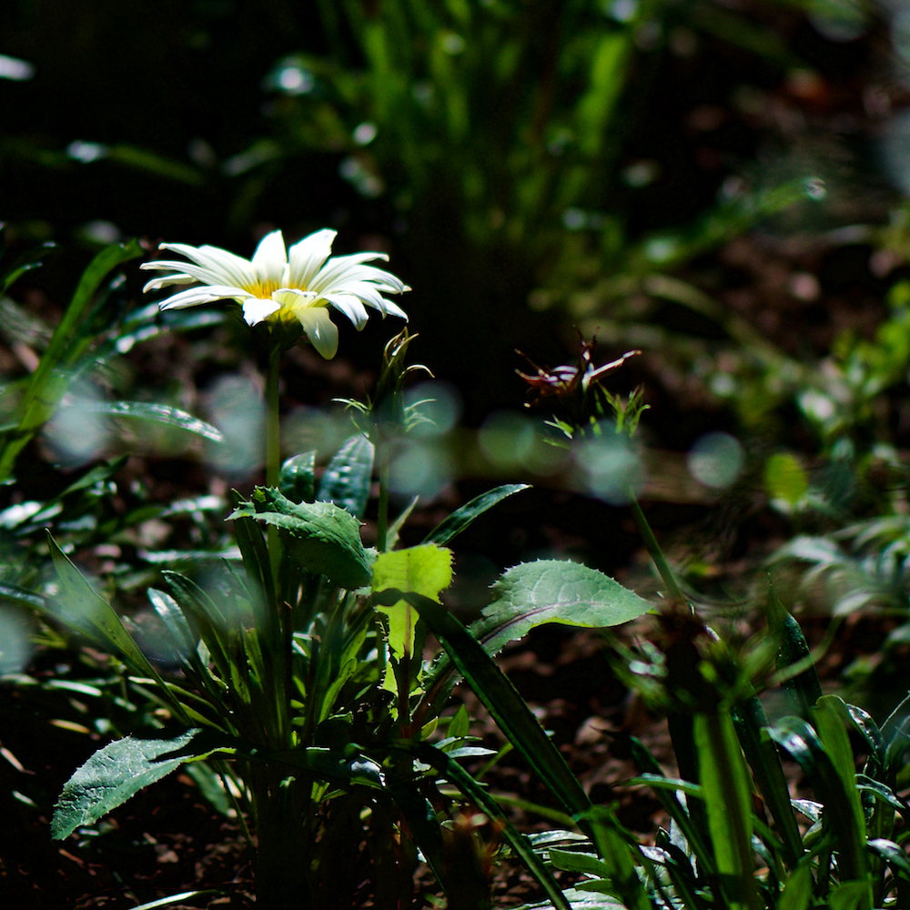 Image: Image 'escher blummen (cxv) 6'.