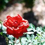 Image: First image from the photoset 'escher blummen (cxv)'.