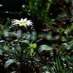 Image: Sixth image from the photoset 'escher blummen (cxv)'.