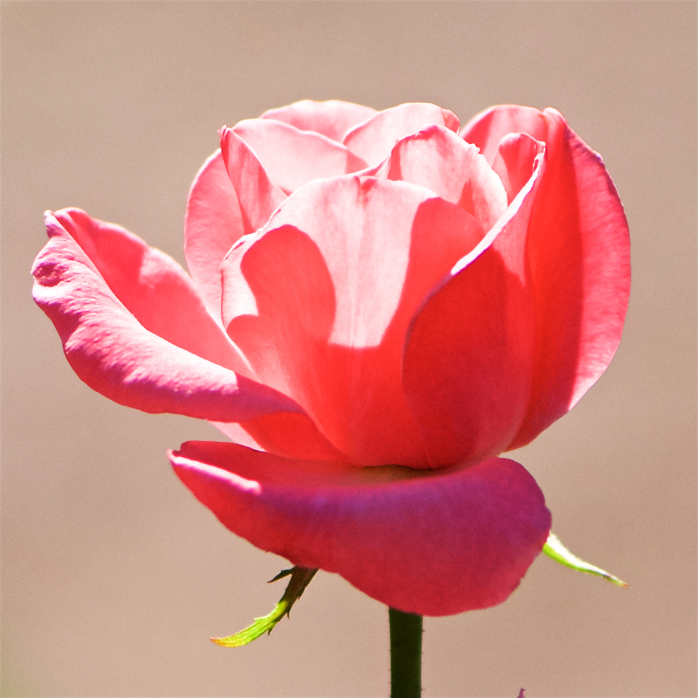 Image: Image 'escher blummen (cxv) 1'.