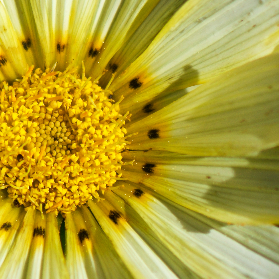 Image: Image 'escher blummen (cxv) 2'.