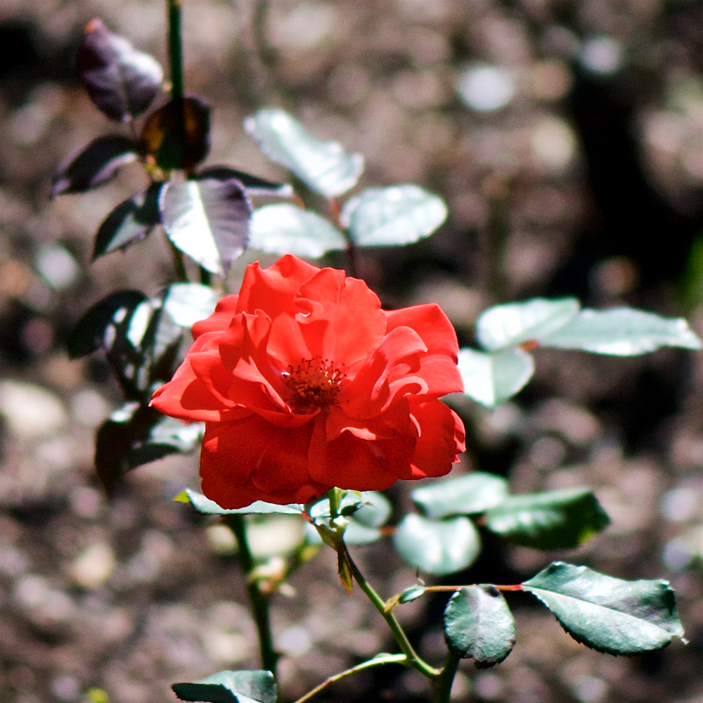 Image: Image 'escher blummen (cxv) 3'.