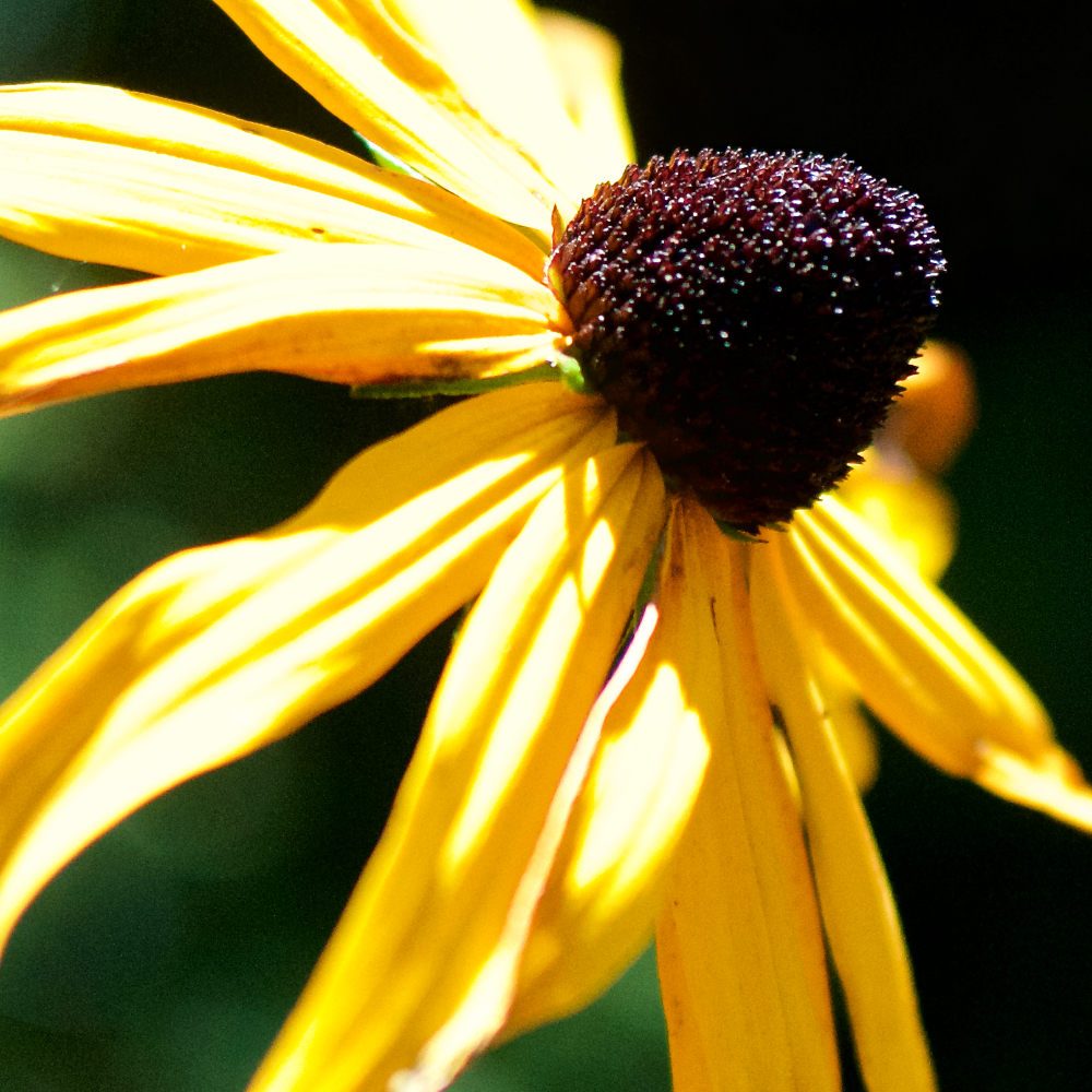 Image: Image 'escher blummen (cxv) 4'.