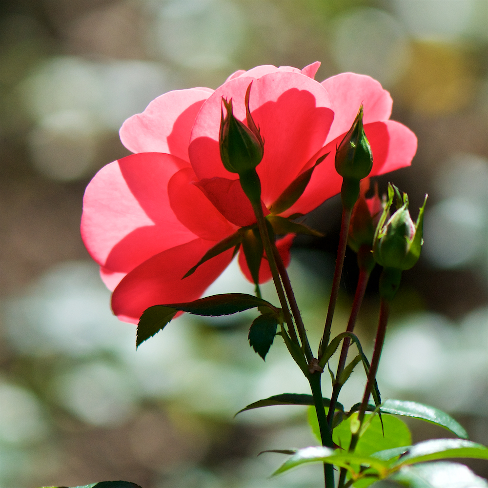 Image: Image 'escher blummen (cxv) 5'.