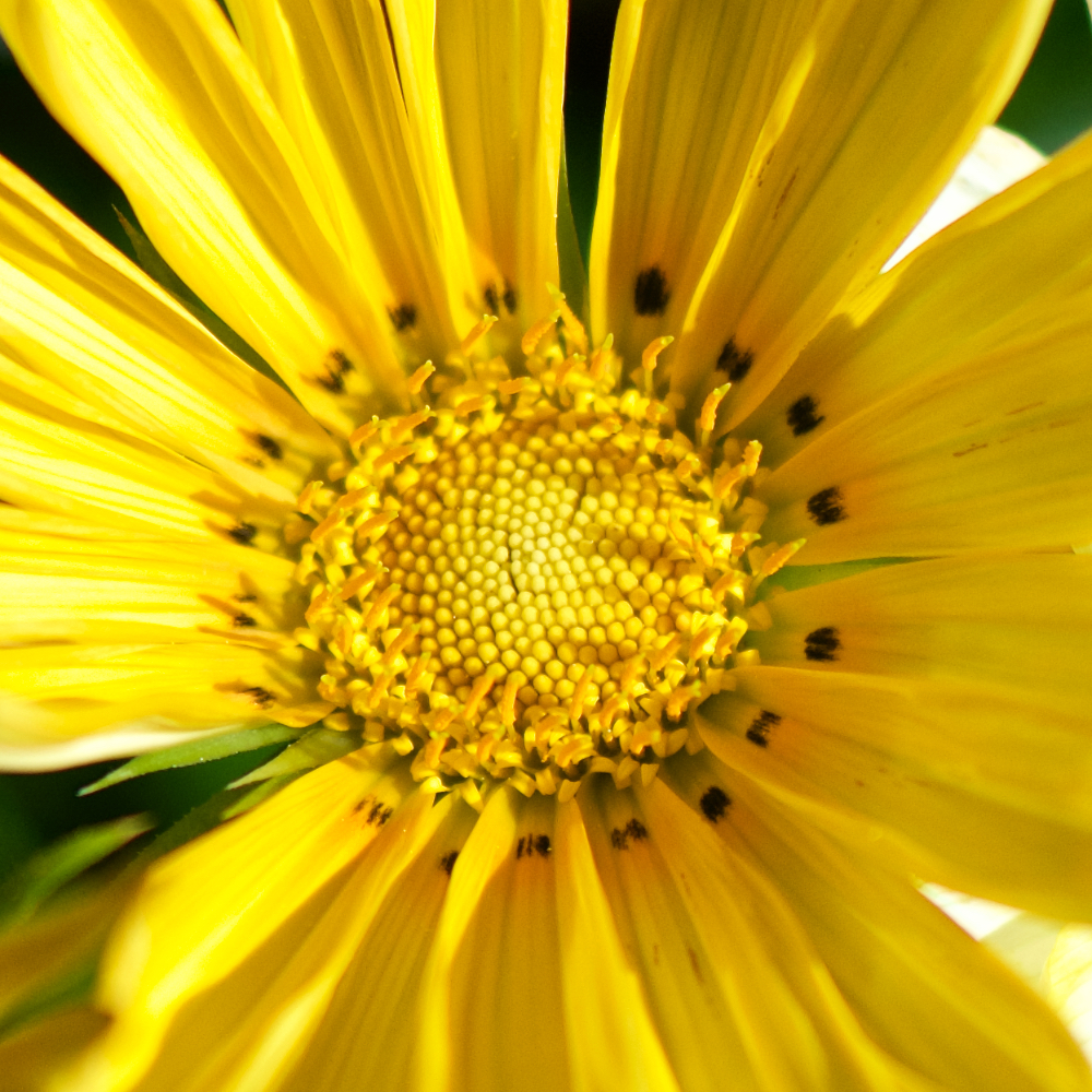 Image: Image 'escher blummen (cxv) 6'.