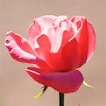 Image: First image from the photoset 'escher blummen (cxv)'.