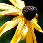 Image: an escher flower