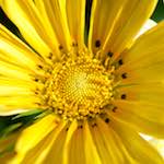 Image: Sixth image from the photoset 'escher blummen (cxv)'.