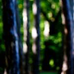 Image: First image from the photoset 'parc (xxxi)'.