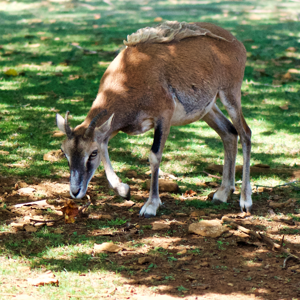 Image: Image 'esch–sur–alzette (xix) 1'.