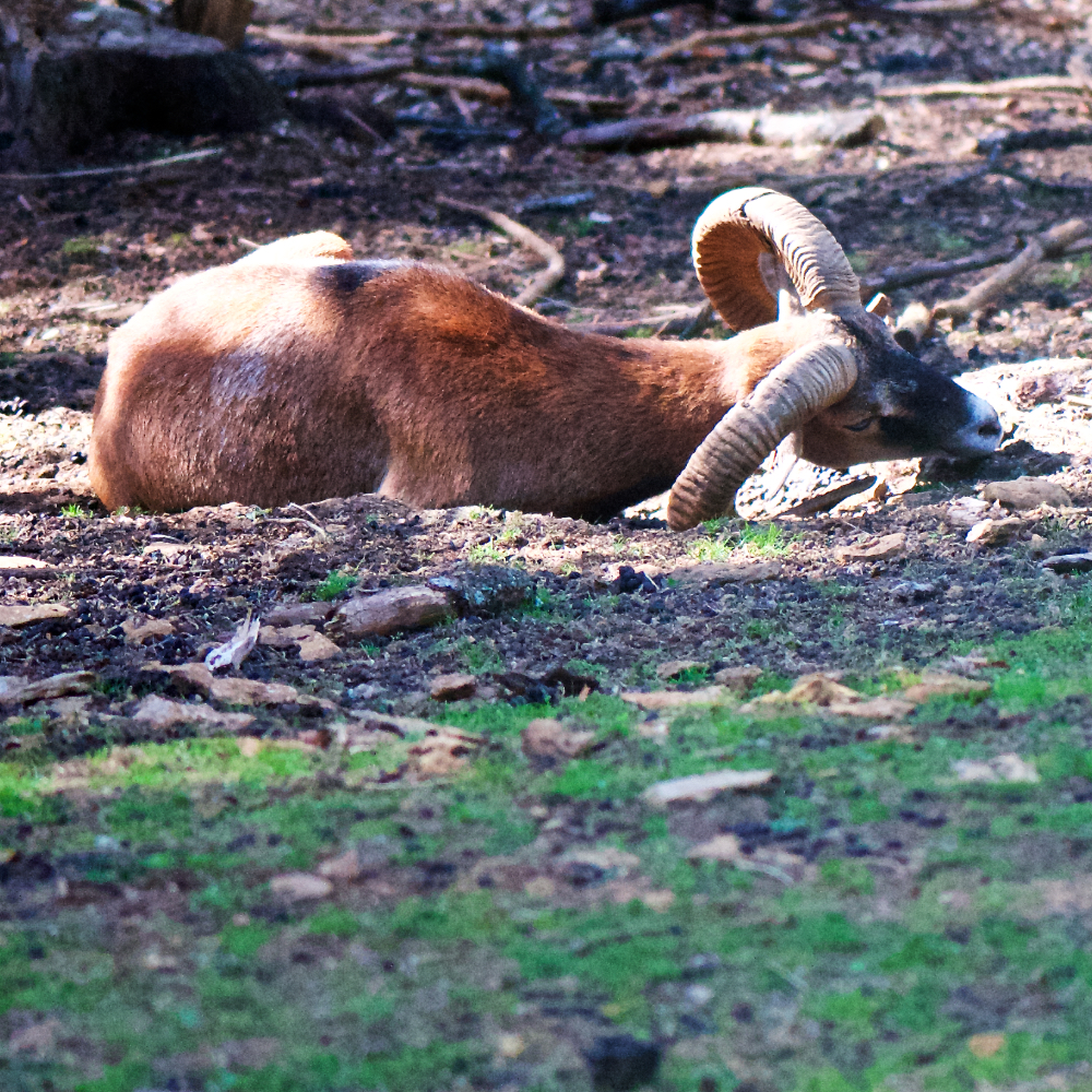 Image: Image 'esch–sur–alzette (xix) 2'.