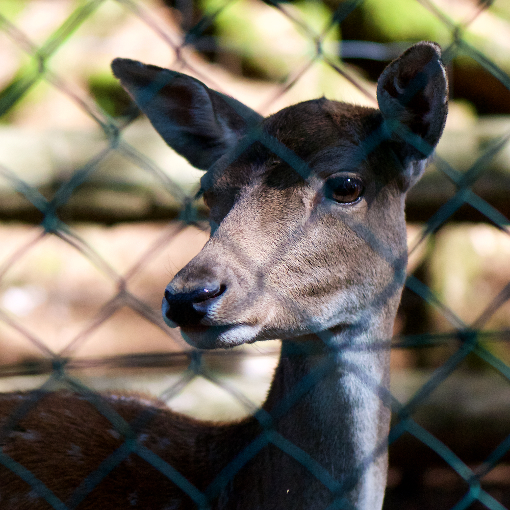 Image: Image 'esch–sur–alzette (xix) 3'.