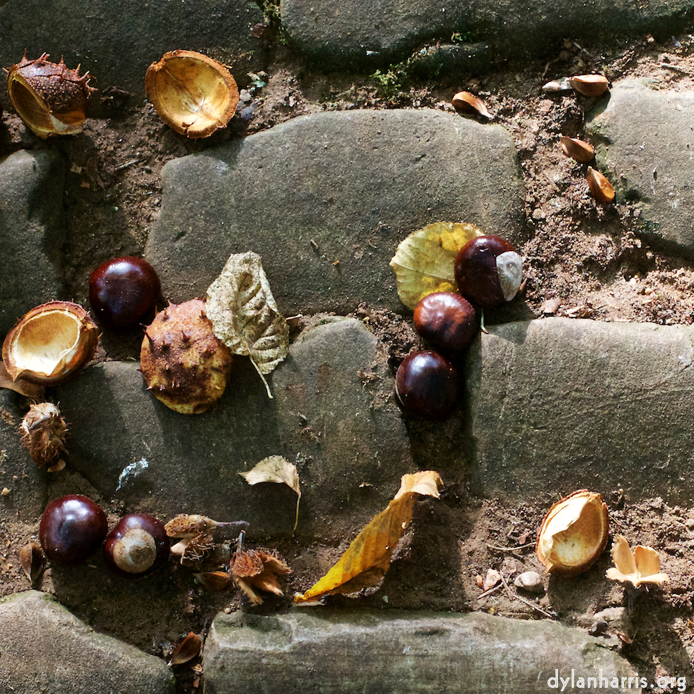 Image: Image 'autumn (i) 1'.