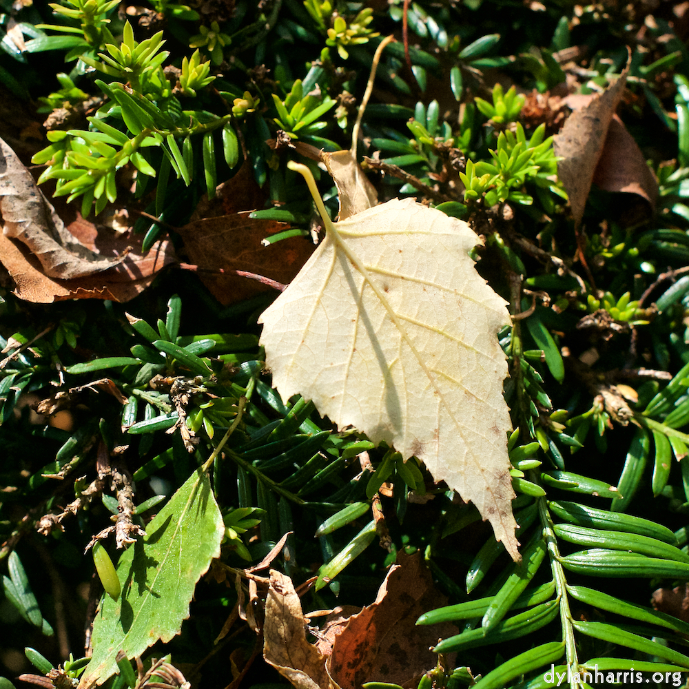 Image: Image 'autumn (i) 2'.