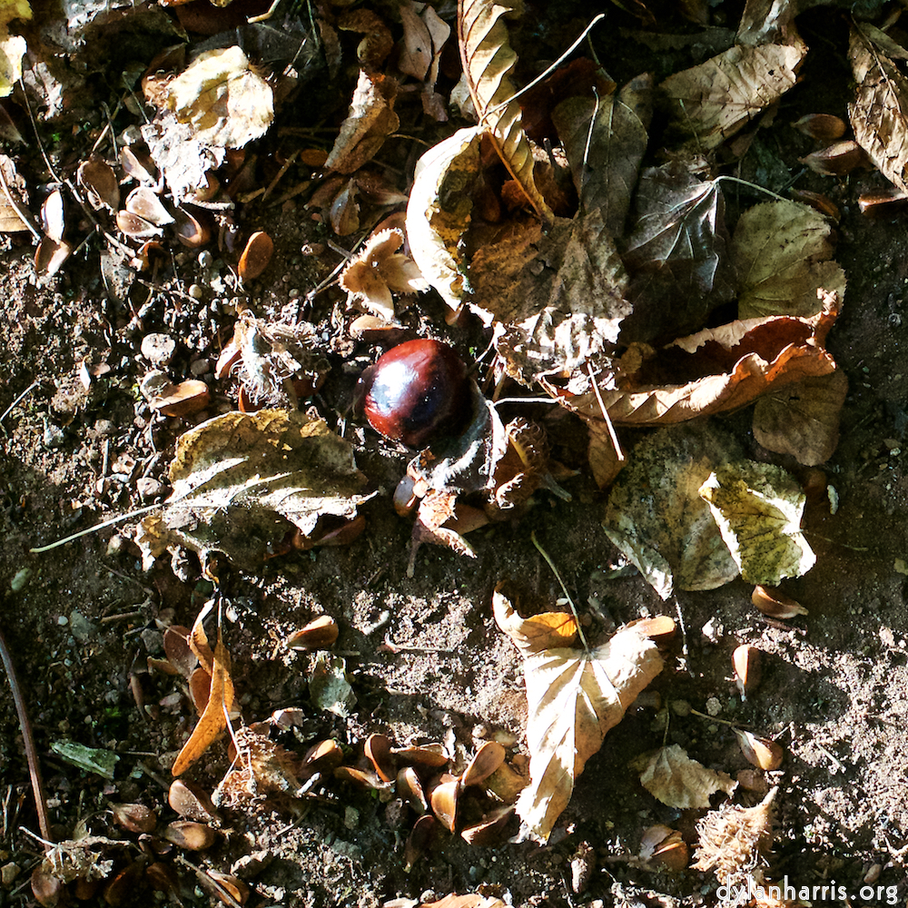 Image: Image 'autumn (i) 3'.