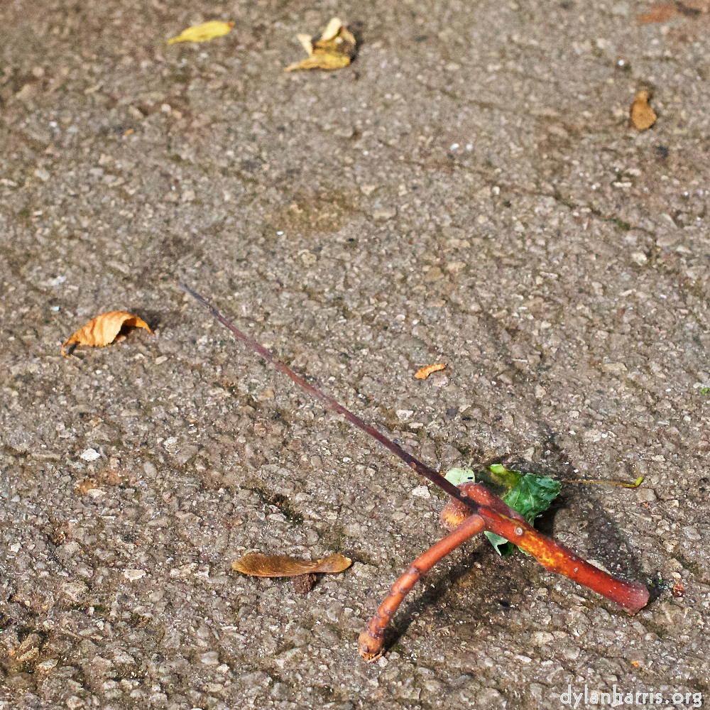 Image: Image 'autumn (i) 6'.